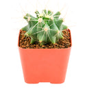 2 inch Ferocactus glaucescens (Blue Barrel Cactus) for sale. Ferocactus glaucescens is a beautiful cactus featuring a globe-shaped form and attractive blue-green coloration that stands out in any succulent display. It grows best in full sun with fast-draining soil and is highly drought-tolerant once established. This low-maintenance cactus is ideal for succulent collections, sunny windowsills, or decorative indoor spaces.