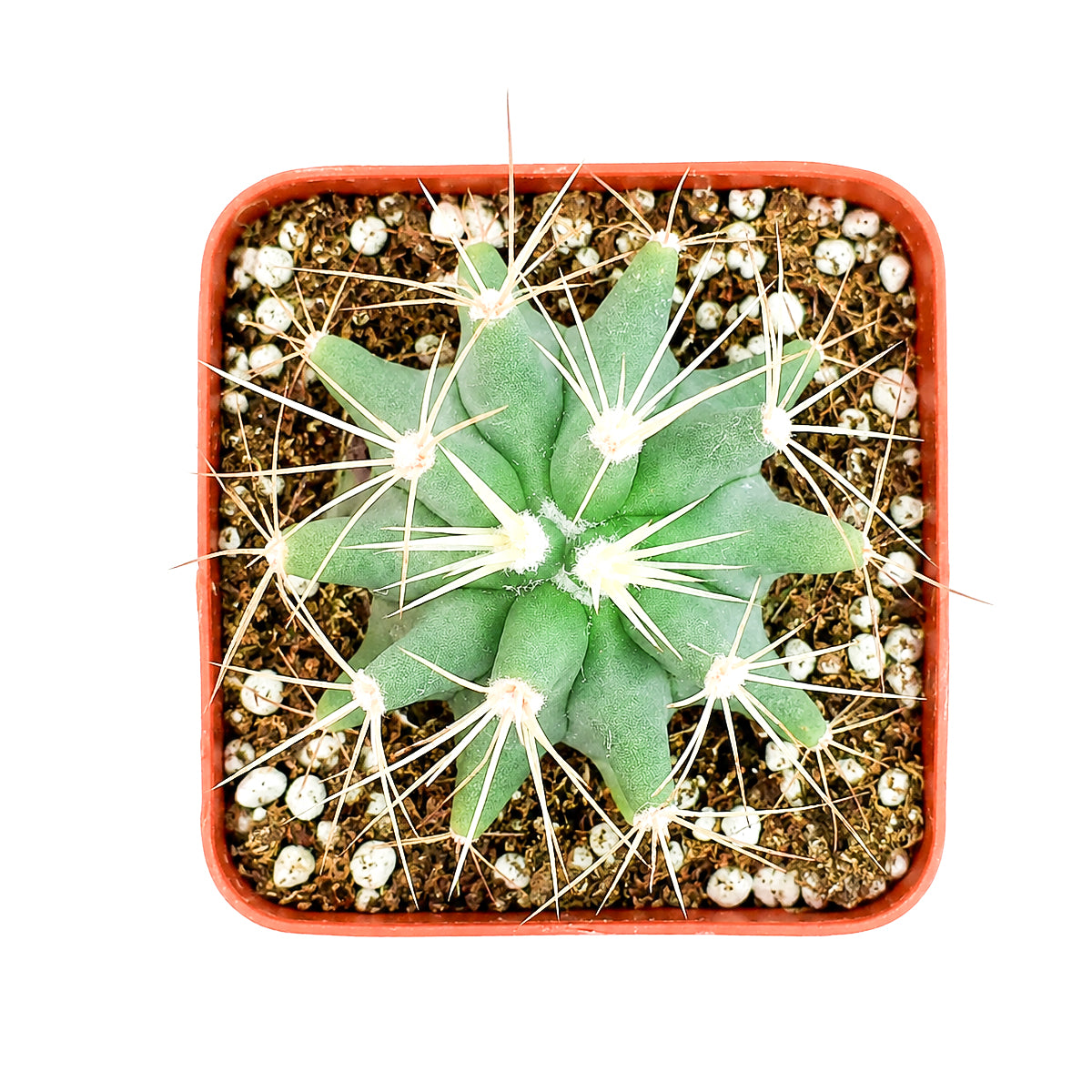 2 inch Ferocactus glaucescens (Blue Barrel Cactus) for sale. Blue Barrel Cactus is a compact succulent known for its rounded blue-green stem and bold spine pattern that brings authentic desert beauty to any space. It thrives in bright sunlight with well-draining cactus soil and requires minimal maintenance. This attractive cactus is perfect for indoor collections, offices, or modern plant displays.