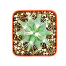 2 inch Ferocactus glaucescens (Blue Barrel Cactus) for sale. Ferocactus glaucescens is a beautiful cactus featuring a globe-shaped form and attractive blue-green coloration that stands out in any succulent display. It grows best in full sun with fast-draining soil and is highly drought-tolerant once established. This low-maintenance cactus is ideal for succulent collections, sunny windowsills, or decorative indoor spaces.