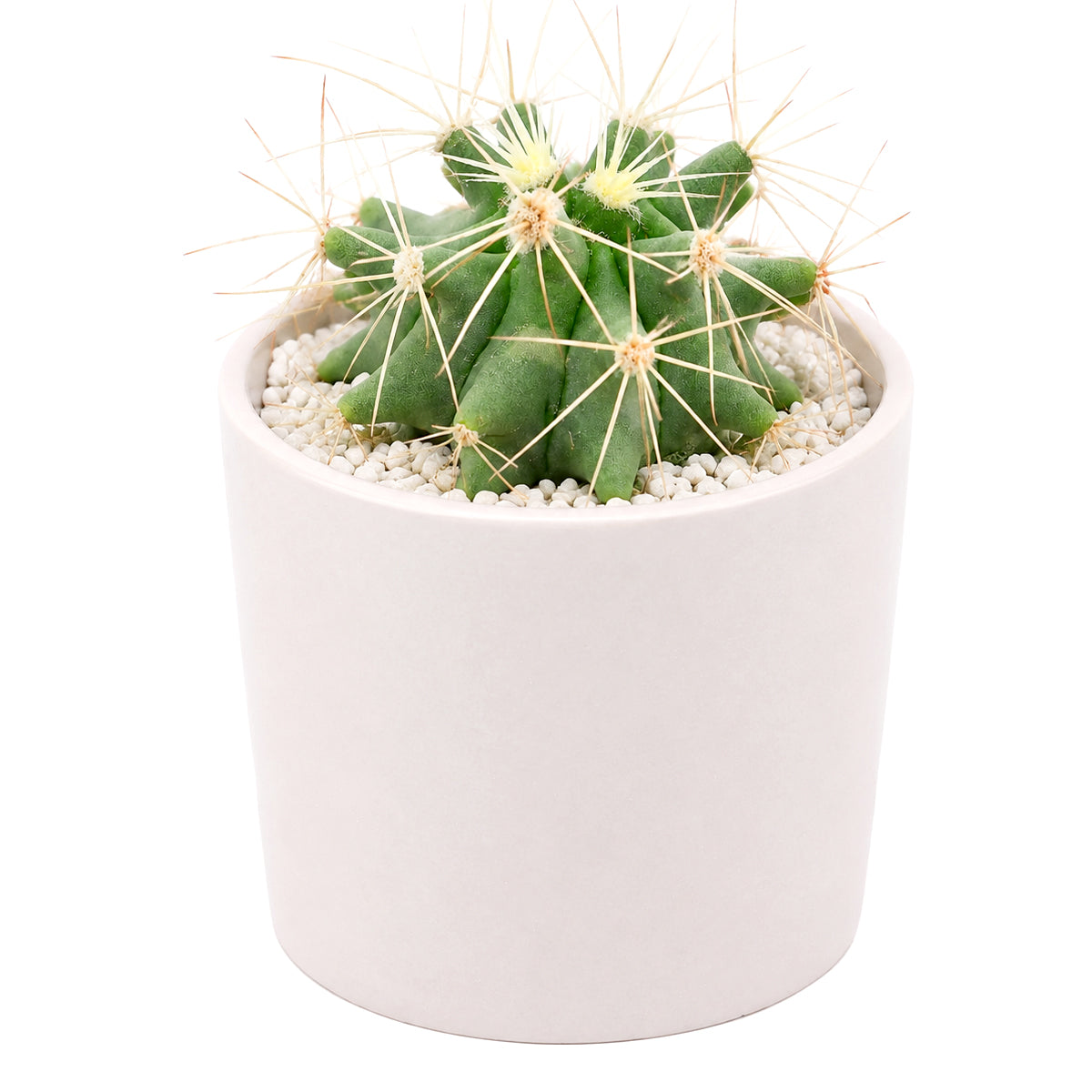 Buy 2 inch Ferocactus glaucescens (Blue Barrel Cactus) online. This unique barrel cactus is prized for its sculptural shape and prominent golden spines that create a striking architectural accent. It prefers bright light, well-draining soil, and infrequent watering for healthy growth. This hardy cactus is an excellent choice for collectors, homes, or anyone looking for an easy-care desert plant.
