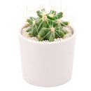 2 inch Ferocactus glaucescens (Blue Barrel Cactus) for sale. Ferocactus glaucescens is a beautiful cactus featuring a globe-shaped form and attractive blue-green coloration that stands out in any succulent display. It grows best in full sun with fast-draining soil and is highly drought-tolerant once established. This low-maintenance cactus is ideal for succulent collections, sunny windowsills, or decorative indoor spaces.