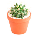 2 inch Ferocactus glaucescens (Blue Barrel Cactus) for sale. Ferocactus glaucescens is a beautiful cactus featuring a globe-shaped form and attractive blue-green coloration that stands out in any succulent display. It grows best in full sun with fast-draining soil and is highly drought-tolerant once established. This low-maintenance cactus is ideal for succulent collections, sunny windowsills, or decorative indoor spaces.