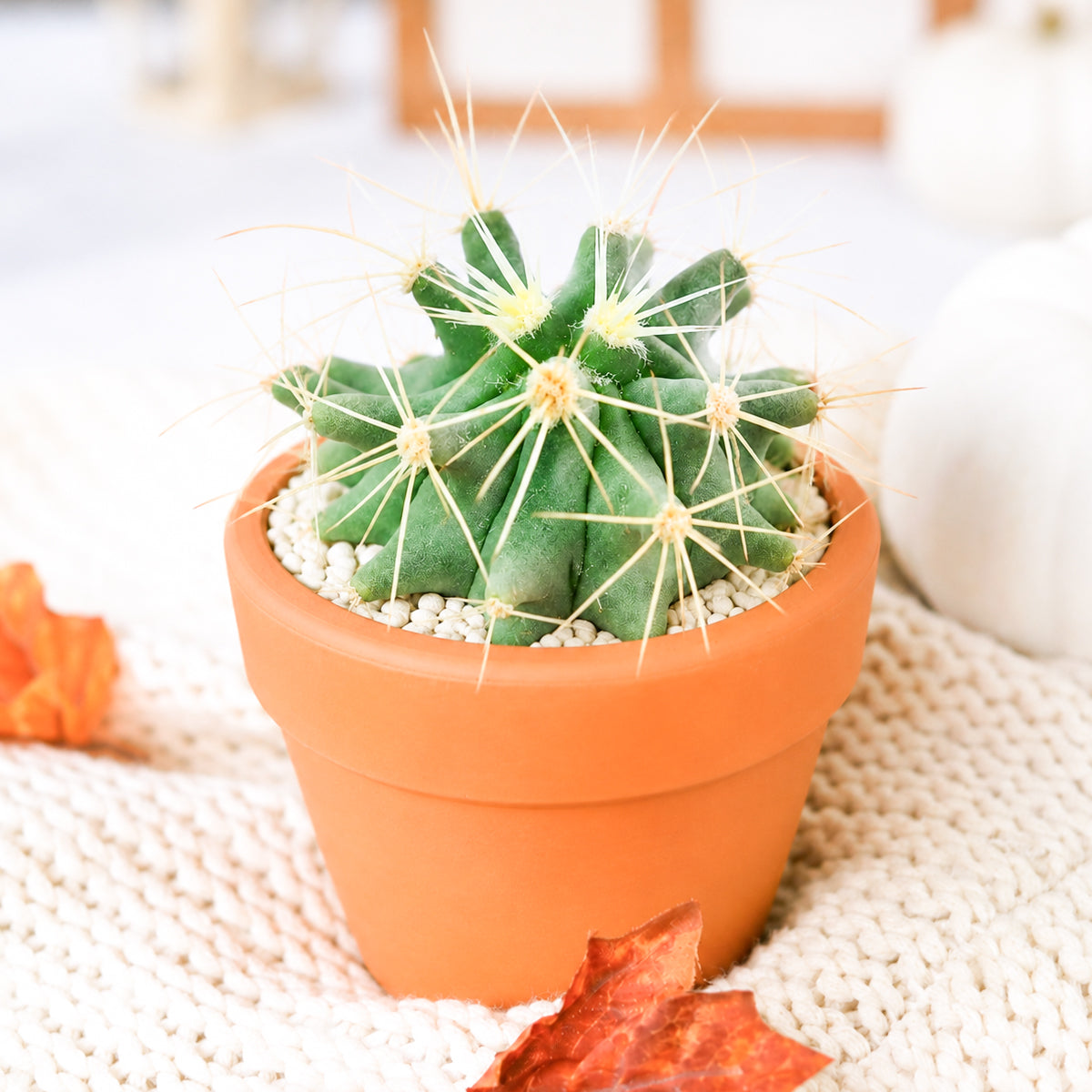 Buy 2 inch Ferocactus glaucescens (Blue Barrel Cactus) online. Blue Barrel Cactus is a striking desert cactus admired for its rounded blue-green body and symmetrical golden spines that add bold character to any collection. It thrives in bright, direct sunlight with well-draining cactus soil and requires only occasional watering. This easy-care cactus is perfect for homes, offices, or anyone looking to grow a distinctive desert plant.