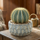 2 inch Ferocactus glaucescens (Blue Barrel Cactus) for sale. Ferocactus glaucescens is a beautiful cactus featuring a globe-shaped form and attractive blue-green coloration that stands out in any succulent display. It grows best in full sun with fast-draining soil and is highly drought-tolerant once established. This low-maintenance cactus is ideal for succulent collections, sunny windowsills, or decorative indoor spaces.