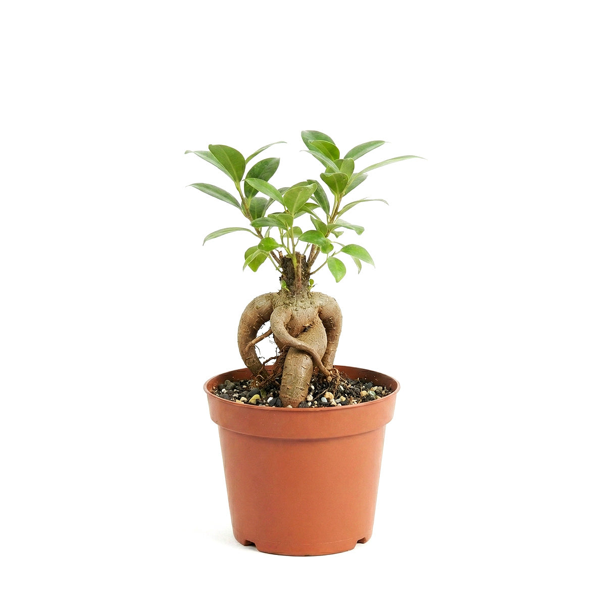 indoor bonsai tree for sale near me Ficus Ginseng Bonsai Tree