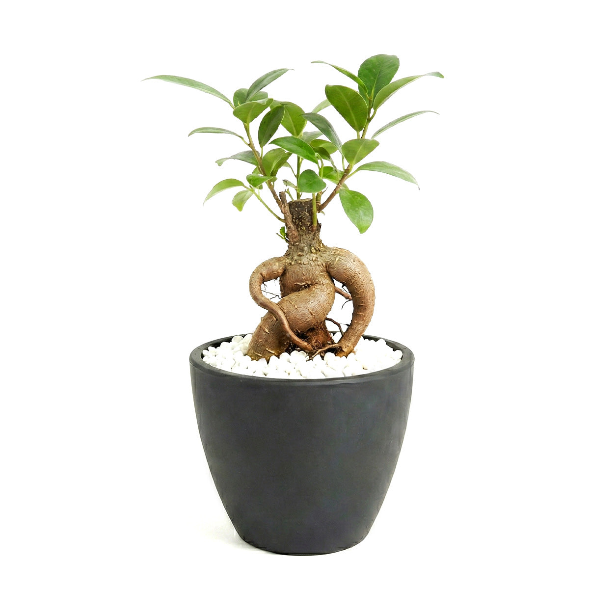 Ficus Ginseng, Bonsai Tree, Ficus Ginseng for sale, Ficus Ginseng near me, lucky tree