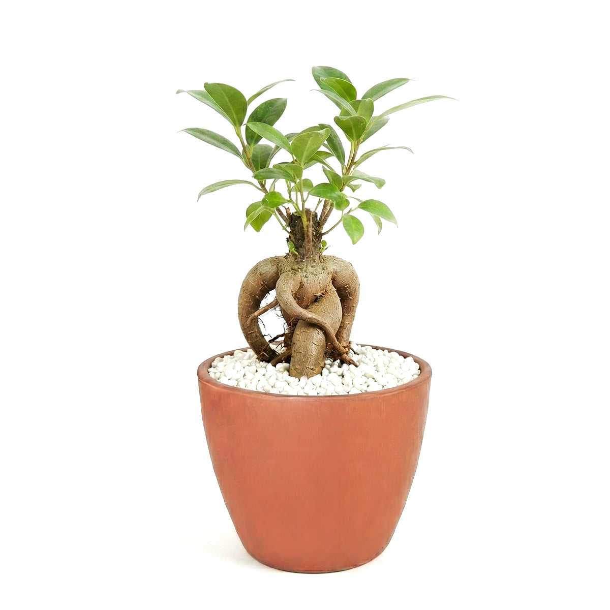 bonsai tree meaning in feng shui Ficus Ginseng Bonsai Tree - Feng Shui, Low-maintenance Houseplants