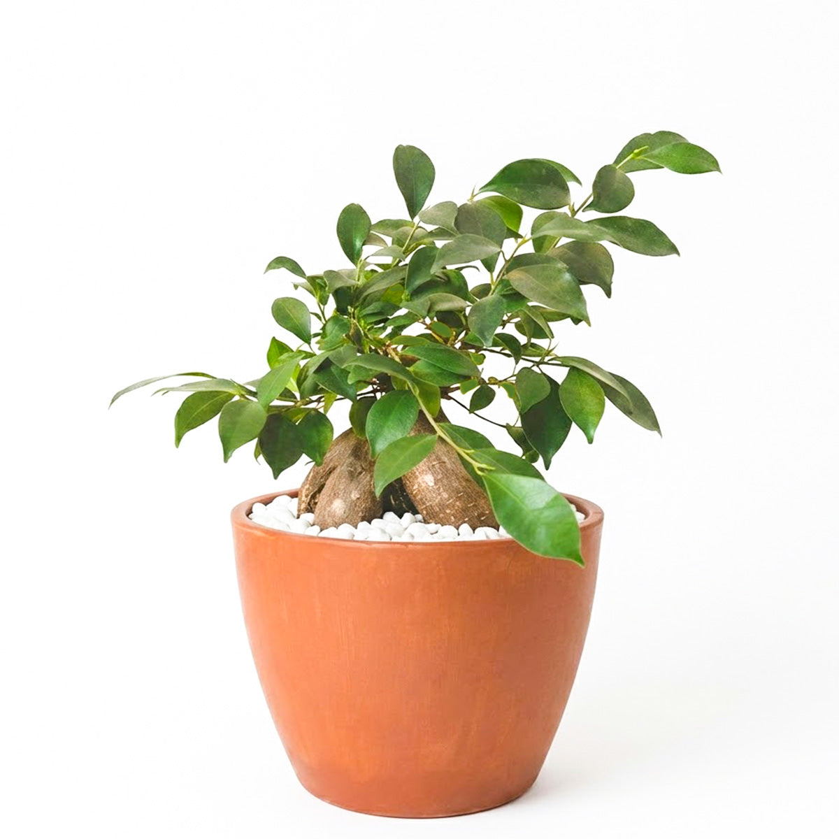 Ficus Ginseng, Bonsai Tree, Ficus Ginseng for sale, Ficus Ginseng near me, lucky tree