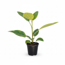 4 inch Ficus Altissima Yellow Gem in plastic pot for sale online, Variegated Houseplant for Gift Decor Ideas
