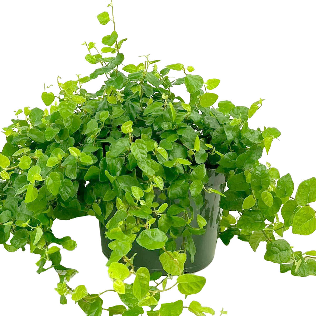 Best hanging plants for home office, Buy 6 inch Green Creeping Fig (Ficus repens) online, Rich green green leaves houseplants