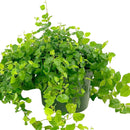 Best hanging plants for home office, Buy 6 inch Green Creeping Fig (Ficus repens) online, Rich green green leaves houseplants