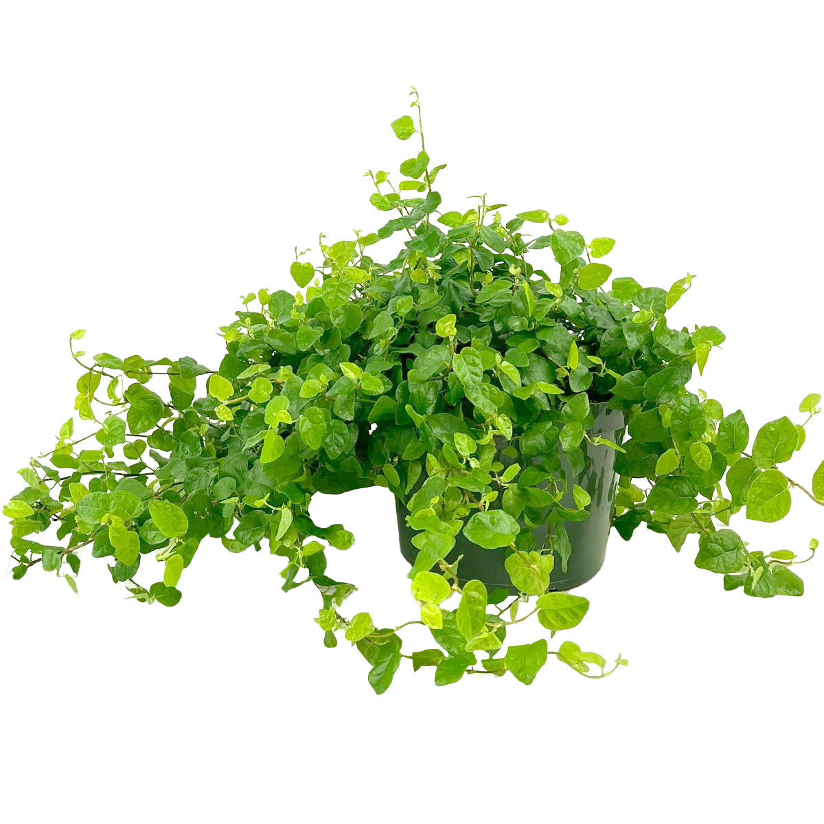 Buy Green Creeping Fig (Ficus repens) 6 inch online, a Fast-growing evergreen vine, Houseplant Gift Decor Ideas