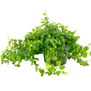 Best hanging plants for home office, Buy 6 inch Green Creeping Fig (Ficus repens) online, Rich green green leaves houseplants