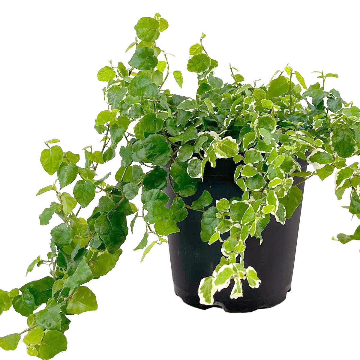 Buy Variegated Creeping Fig (Ficus Repens Variegata), A fast-growing evergreen vine with unique variegated foliage, Best Trailing Plants for your Garden or Home