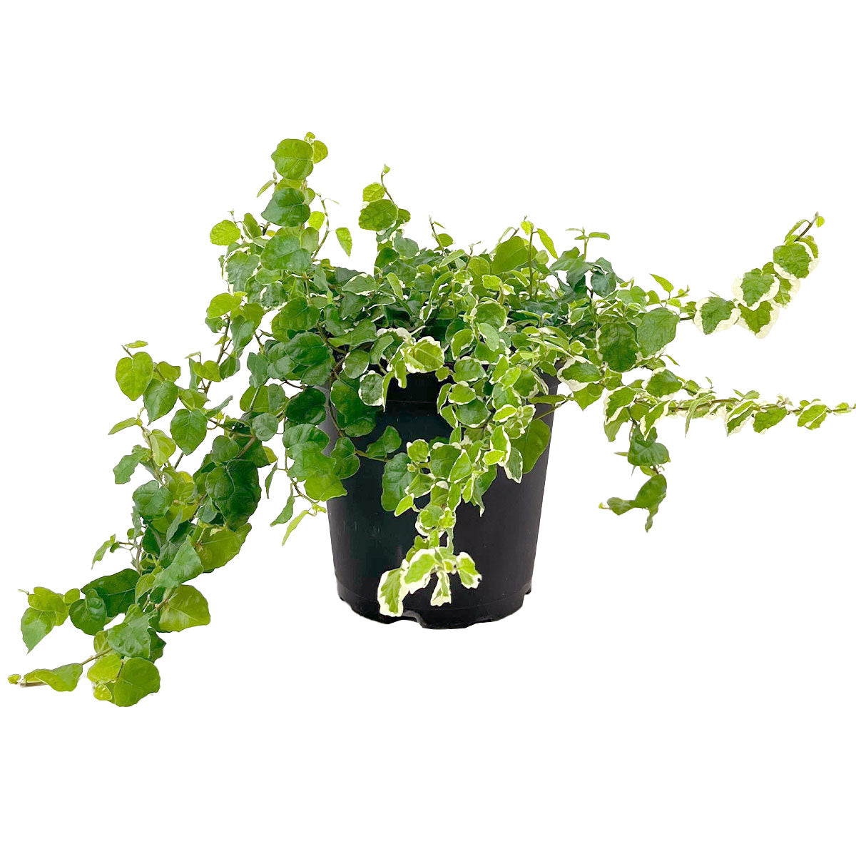 Shop Variegated Creeping Fig (Ficus Repens Variegata) 6 inch online, Fast-growing evergreen Vine Plant to grow, Houseplant Decor Ideas