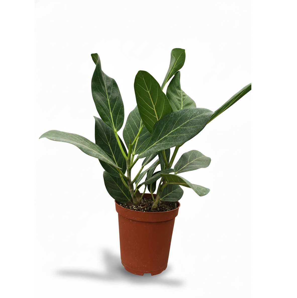 6 inch Ficus 'Audrey' in plastic pot, large houseplants for sale, easy to care houseplants, best plants for beginners