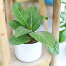 6 inch Ficus 'Audrey' in plastic pot, large houseplants for sale, easy to care houseplants, best plants for beginners