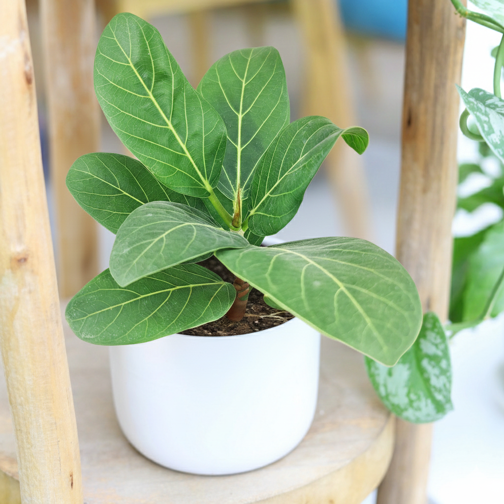 4 inch Ficus 'Audrey' in white ceramic decorative pot, easy to grow indoor plants, Ficus 'Audrey' for sale