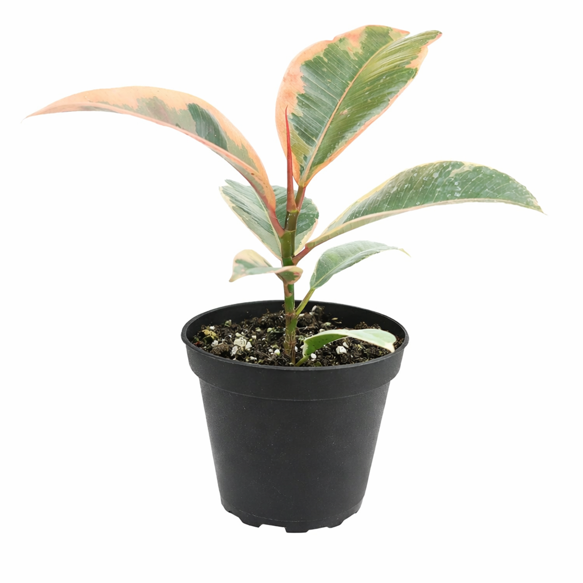 Ficus Elastica Ruby Pink Rubber Tree Delivery, Easy to care houseplant for beginner, Best Feng Shui Plants for your home office, how to care for ficus houseplant
