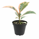 Ficus Elastica Ruby Pink Rubber Tree Delivery, Easy to care houseplant for beginner, Best Feng Shui Plants for your home office, how to care for ficus houseplant