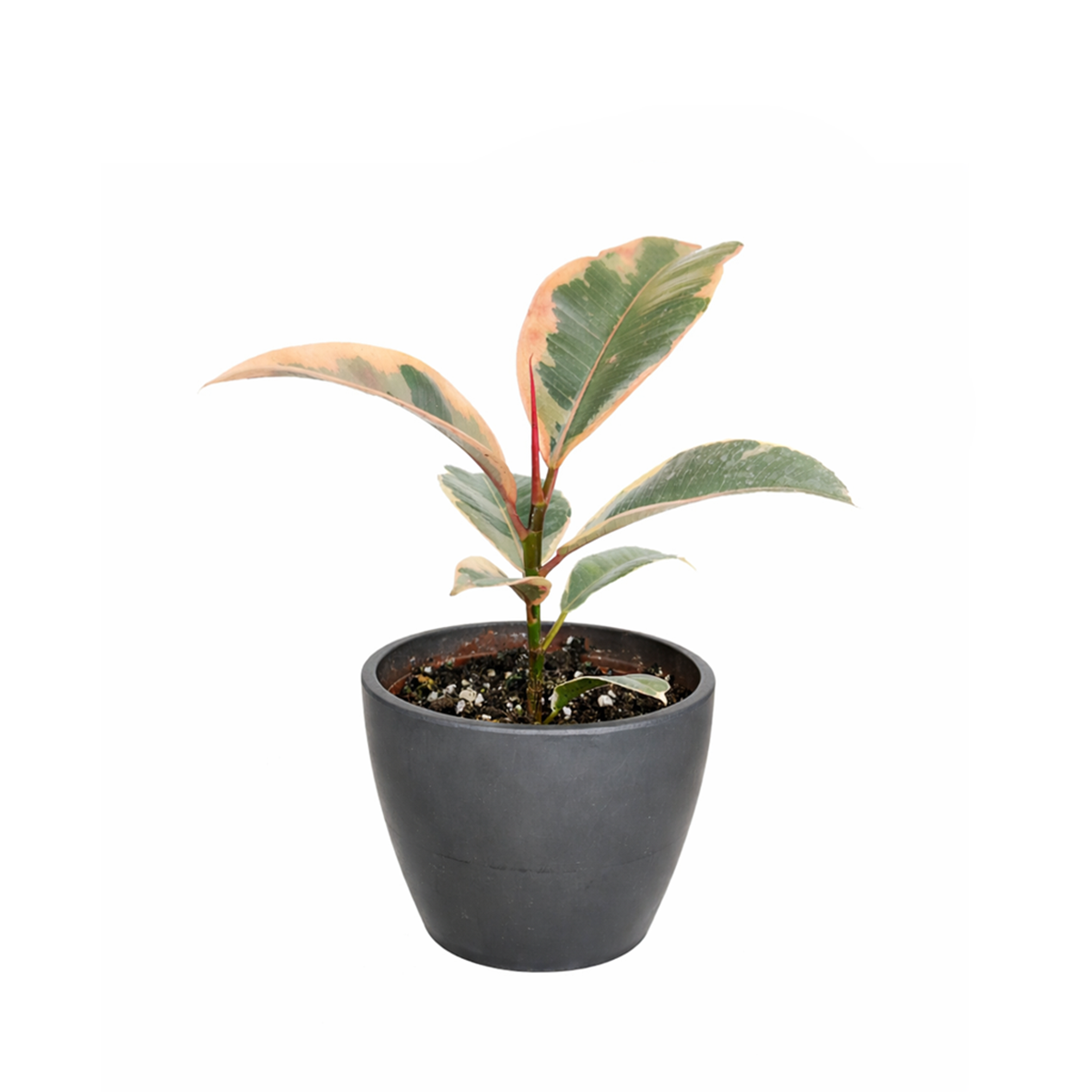 Ficus Elastica Ruby Pink Rubber Tree Delivery, Easy to care houseplant for beginner, Best Feng Shui Plants for your home office, how to care for ficus houseplant