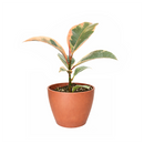 Ficus Elastica Ruby Pink Rubber Tree Delivery, Easy to care houseplant for beginner, Best Feng Shui Plants for your home office, how to care for ficus houseplant