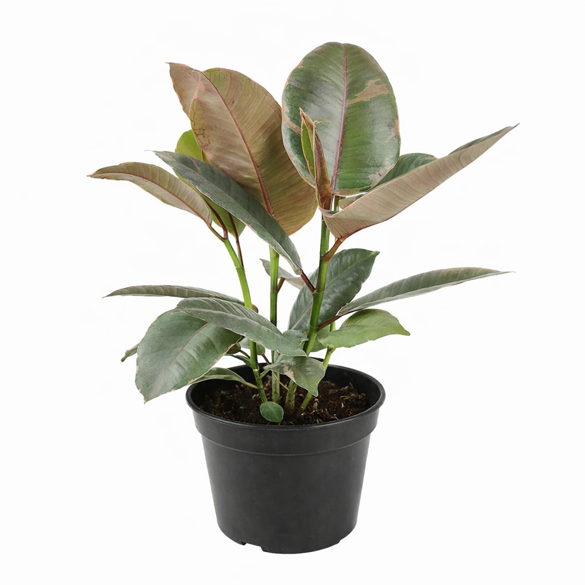 Ficus Elastica Ruby houseplant for sale, Buy Ficus Decora Ruby Pink online, Types of Colorful Foliage Indoor Plants, how to care for Ficus Plant