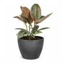 Ficus Elastica Ruby houseplant for sale, Buy Ficus Decora Ruby Pink online, Types of Colorful Foliage Indoor Plants, how to care for Ficus Plant
