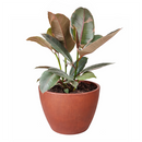 Ficus Elastica Ruby houseplant for sale, Buy Ficus Decora Ruby Pink online, Types of Colorful Foliage Indoor Plants, how to care for Ficus Plant