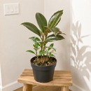 Ficus Elastica 'Tineke' Live Plant in White Ceramic Decorative Pot, colorful foliage houseplant for home decoration