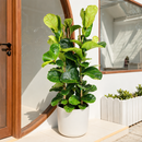 buy 10 inch Ficus Lyrata 'Fiddle Leaf Fig' online, ornamental tree for modern interiors, easy care tropical houseplant, popular designer houseplant, elegant broad leaf indoor plant, decorative office floor plant