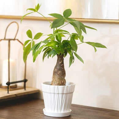 7 inch Decorative Ceramic Pot with Saucer for Sale Online, 7 inch White Ceramic Planter with Drainage Hole for Houseplant Succulent and Flower