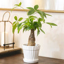 white decorative ceramic pot, pot with saucer and drainage hole, stylist pot for houseplants