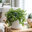 A green trailing leafy plant in a black plastic nursery pot, photographed against a clean white background.