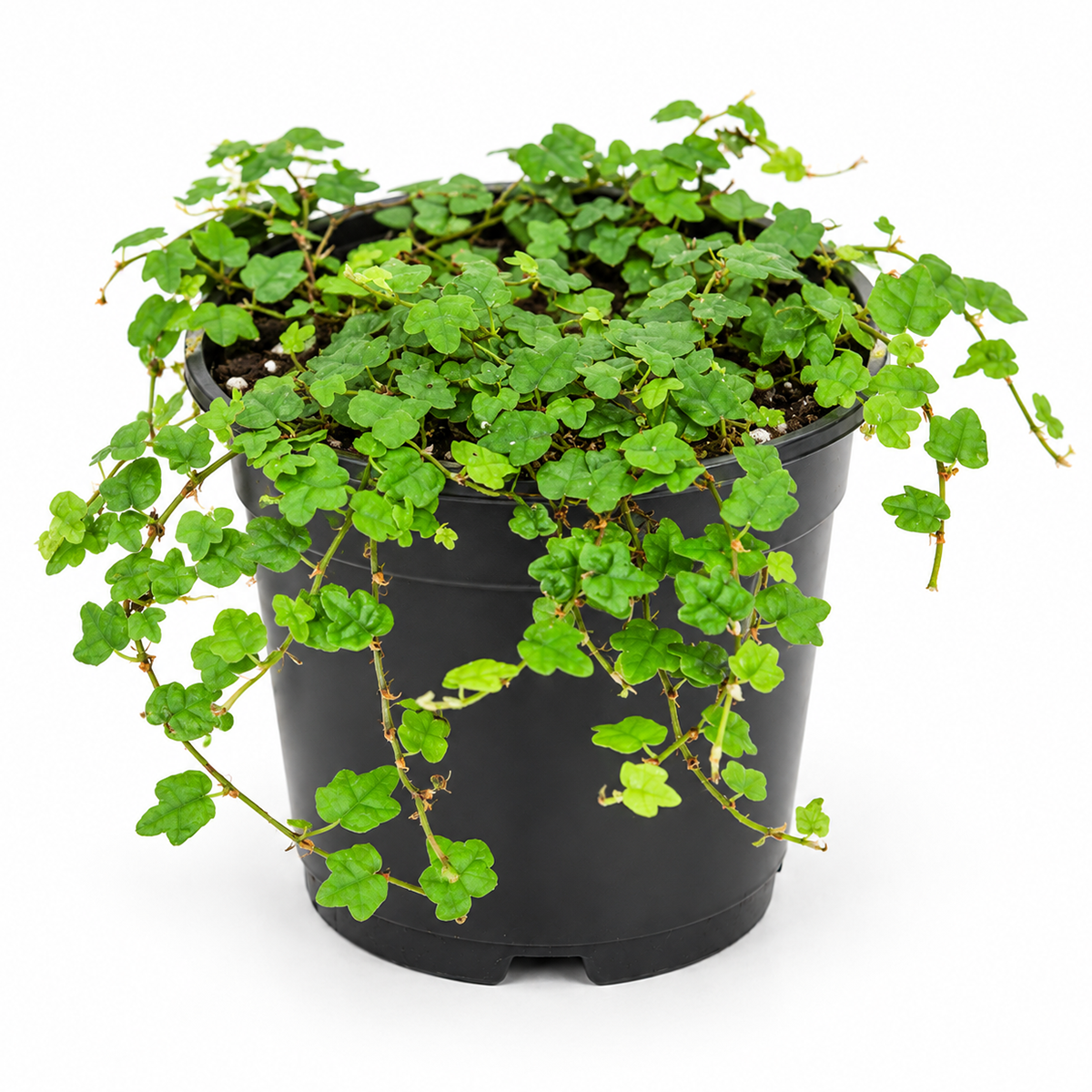 A green trailing leafy plant in a black plastic nursery pot, photographed against a clean white background.