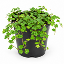 A green trailing leafy plant in a black plastic nursery pot, photographed against a clean white background.