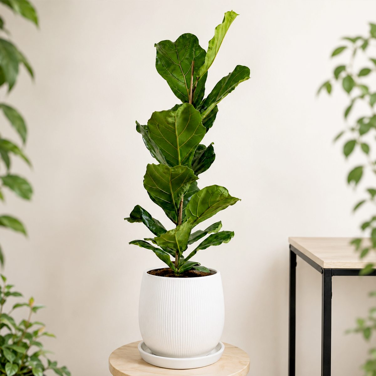 Extra large Fiddle Leaf Fig Tree (Ficus Lyrata) for sale. The Fiddle Leaf Fig Tree (Ficus Lyrata) is a stunning indoor plant prized for its large, glossy, violin-shaped leaves and bold architectural form. It thrives in bright, indirect light and prefers well-draining soil with regular watering when the top layer becomes dry. This statement plant is perfect for adding dramatic greenery to spacious homes, offices, and modern interiors.
