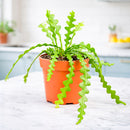 Buy 6in Epiphyllum 'Ric Rac' Cactus live plant online. This unique epiphytic cactus features flat, zigzag leaves with a distinctive fishbone pattern. Easy to care for, it thrives in bright indirect light, well-draining soil, and moderate watering.