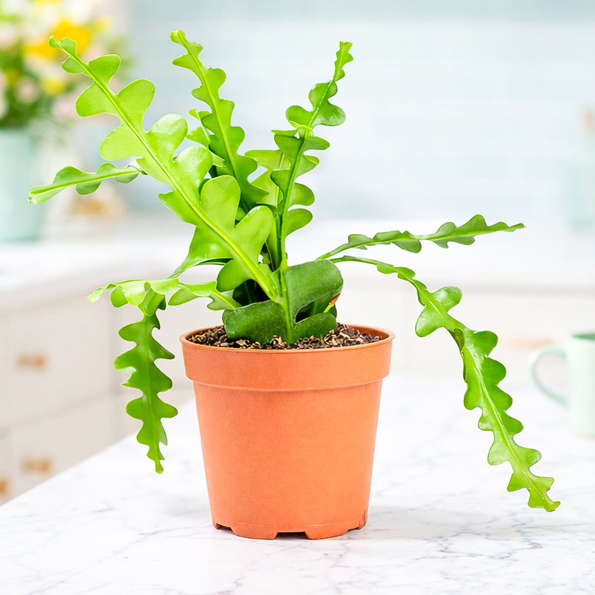 Buy 4in Epiphyllum 'Ric Rac' Cactus live plant online. This unique cactus features flat, zigzag-shaped stems with a trailing growth habit, perfect for hanging planters and indoor displays. Easy to care for with bright indirect light and well-draining soil.