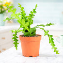 Buy 6in Epiphyllum 'Ric Rac' Cactus live plant online. This unique epiphytic cactus features flat, zigzag leaves with a distinctive fishbone pattern. Easy to care for, it thrives in bright indirect light, well-draining soil, and moderate watering.