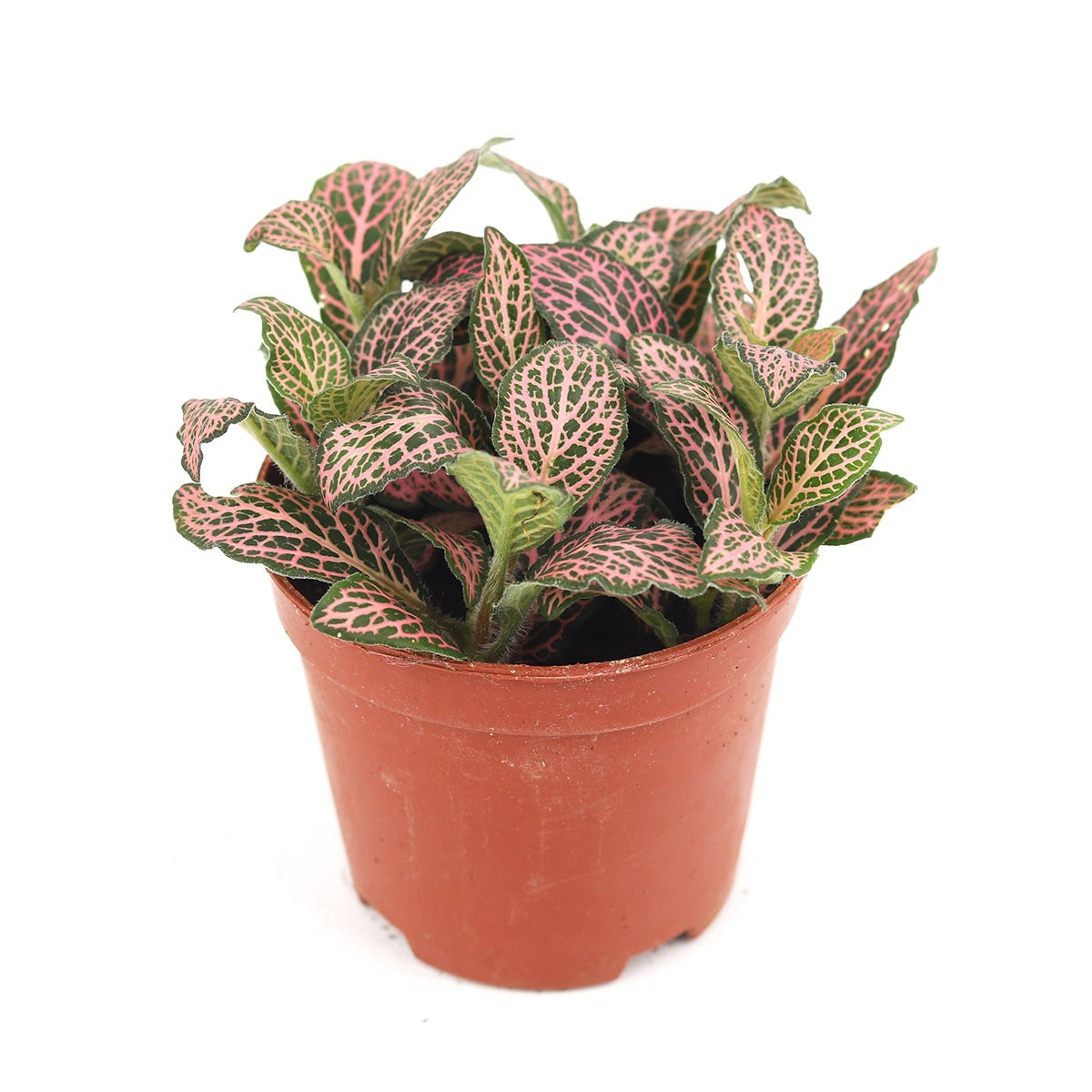 pink indoor plant pots Pink Nerve Plant (Fittonia Pink) - Live Tropical Feng Shui Houseplant