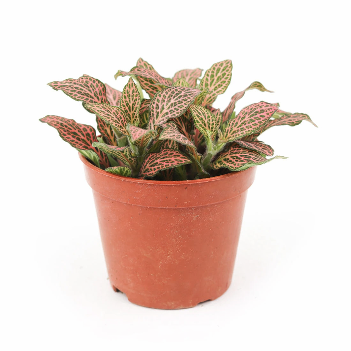 Pink Nerve Plant 4 inch decorative pot, Pink Fittonia for positive energy and air purification, Easy care Pink Nerve Plant for beginners