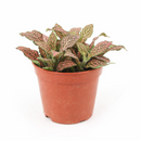 Pink Nerve Plant 4 inch decorative pot, Pink Fittonia for positive energy and air purification, Easy care Pink Nerve Plant for beginners