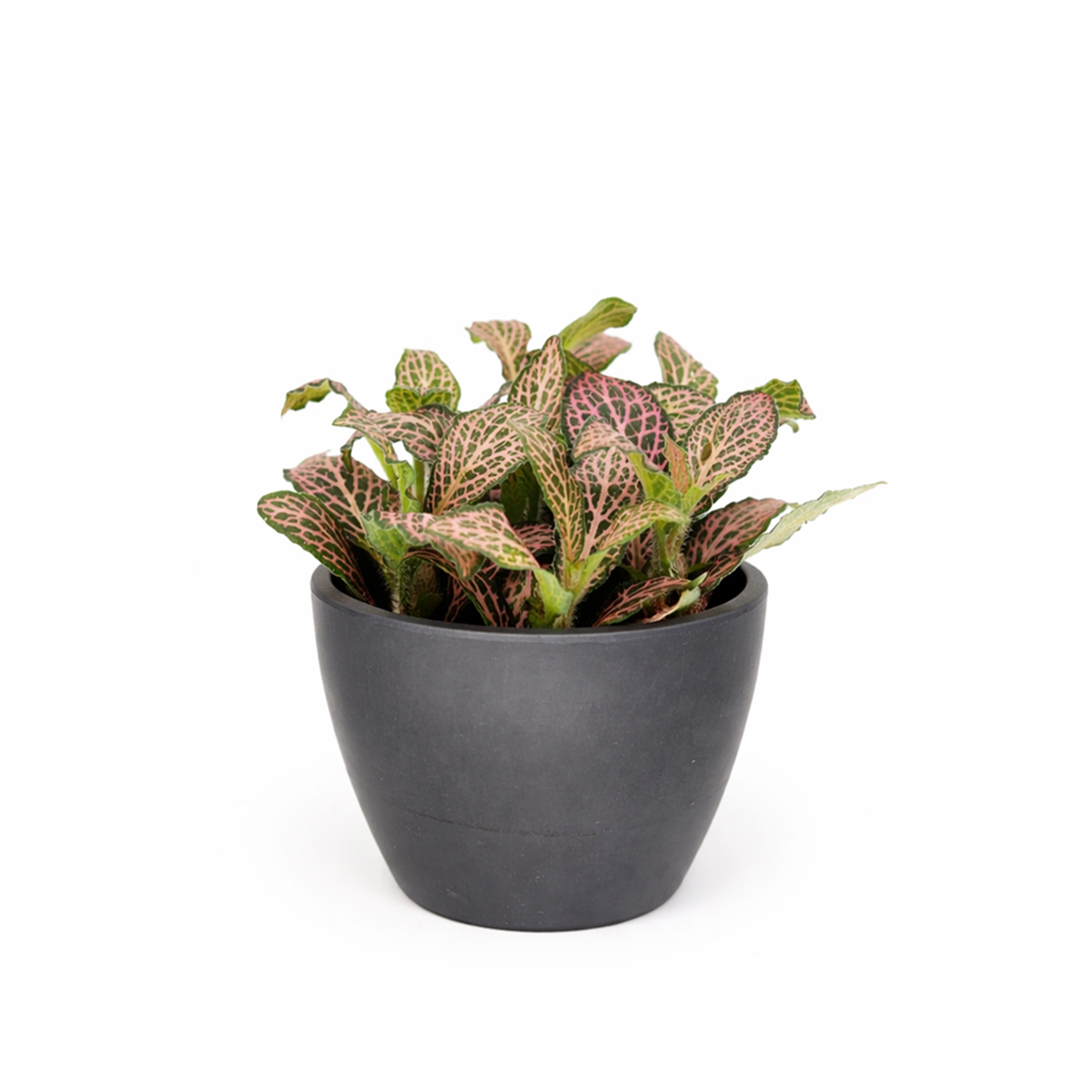 nerve plant air purifier Pink Nerve Plant (Fittonia Pink) - Live Tropical Feng Shui Houseplant