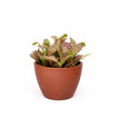 Pink Nerve Plant 4 inch decorative pot, Pink Fittonia for positive energy and air purification, Easy care Pink Nerve Plant for beginners