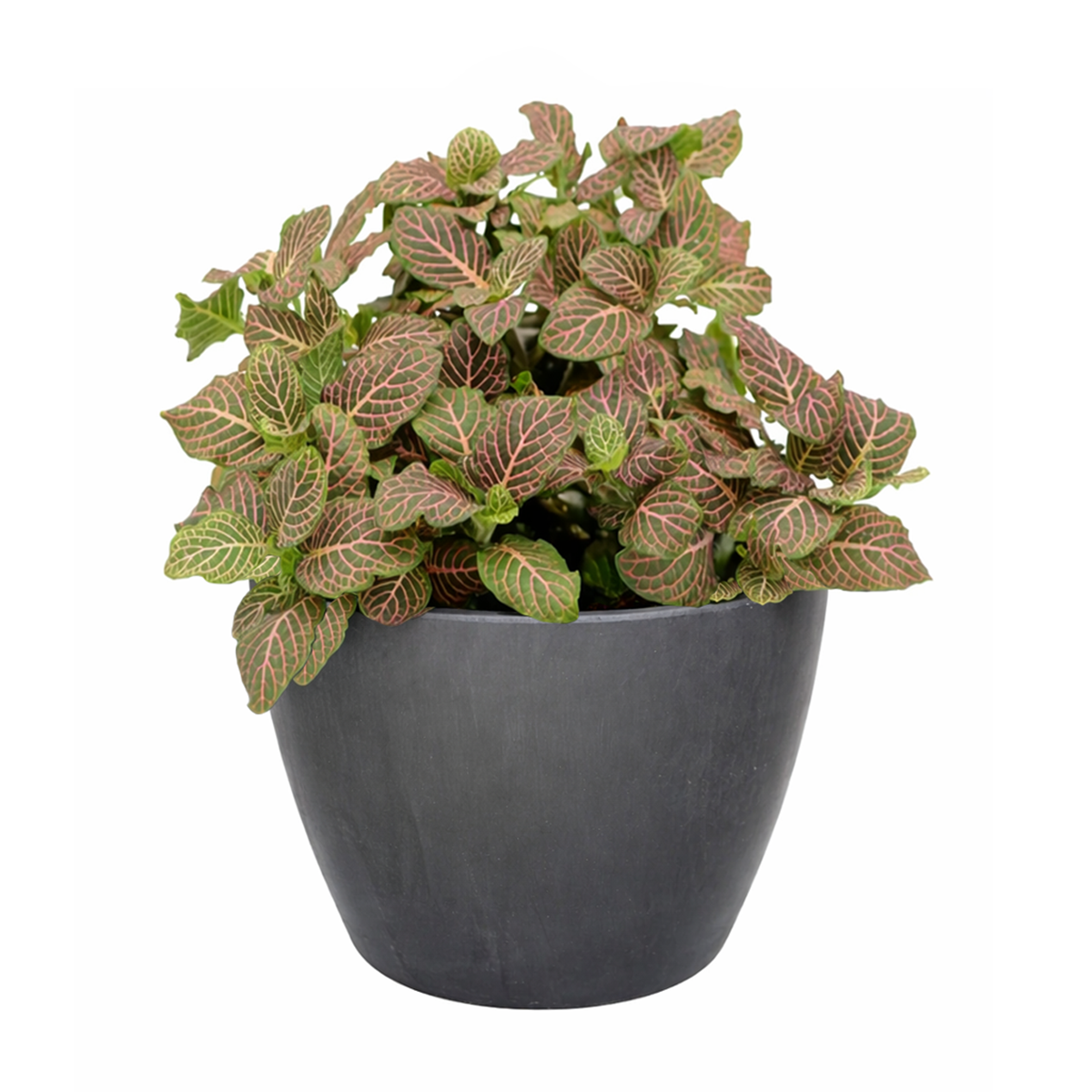 Pink Nerve Plant 4 inch decorative pot, Pink Fittonia for positive energy and air purification, Easy care Pink Nerve Plant for beginners