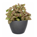 Pink Nerve Plant 4 inch decorative pot, Pink Fittonia for positive energy and air purification, Easy care Pink Nerve Plant for beginners