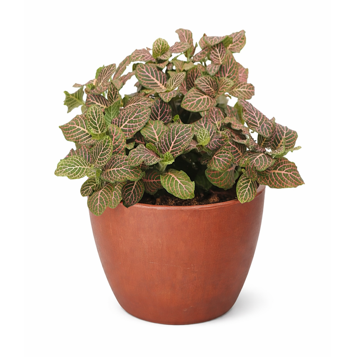 Pink Nerve Plant 4 inch decorative pot, Pink Fittonia for positive energy and air purification, Easy care Pink Nerve Plant for beginners