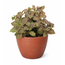 Pink Nerve Plant 4 inch decorative pot, Pink Fittonia for positive energy and air purification, Easy care Pink Nerve Plant for beginners
