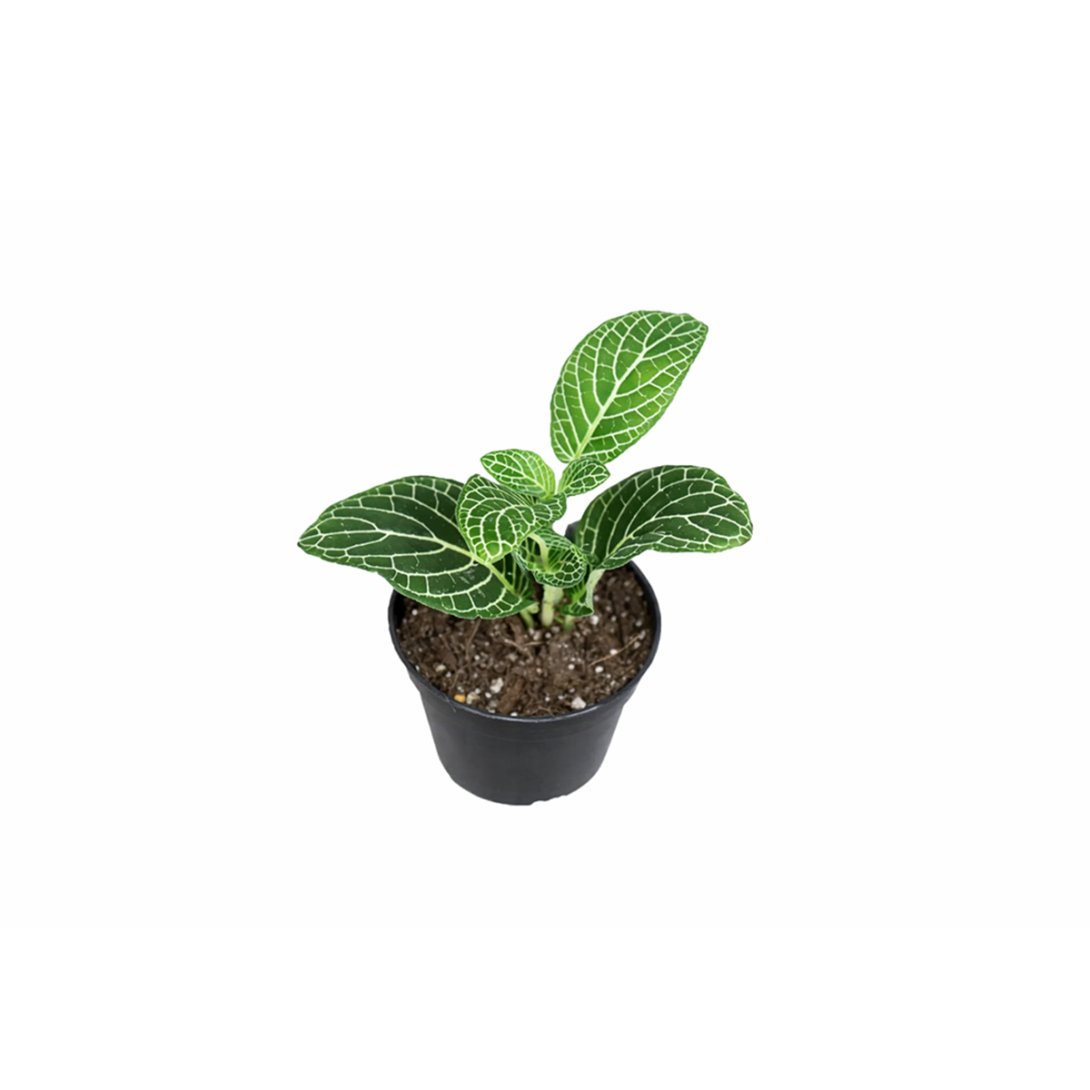 lucky plants for new year eve, feng shui plants for living room, feng shui plants for home, white nerve plants